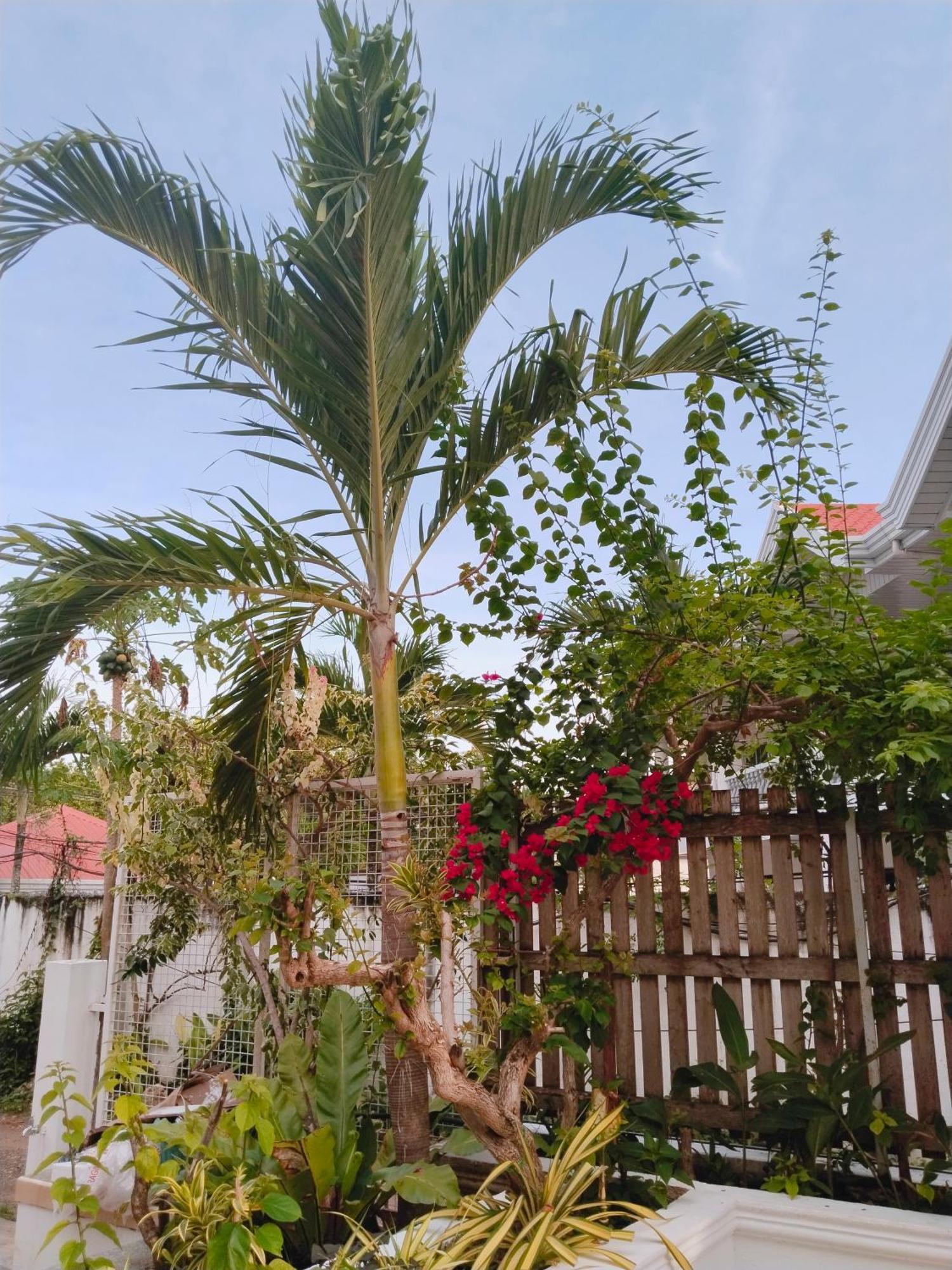 Alona Garden Suites Panglao Luaran gambar